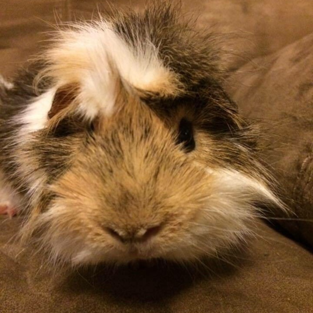 Meet your Posher, Megan